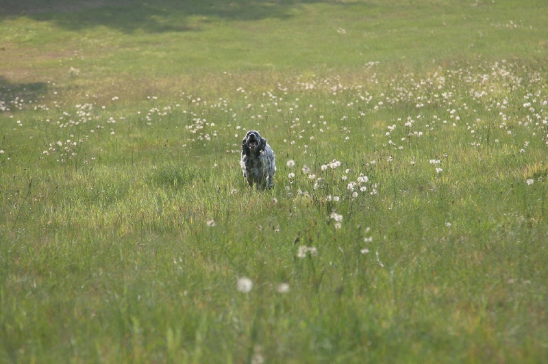 Bleuet du rec d'agout