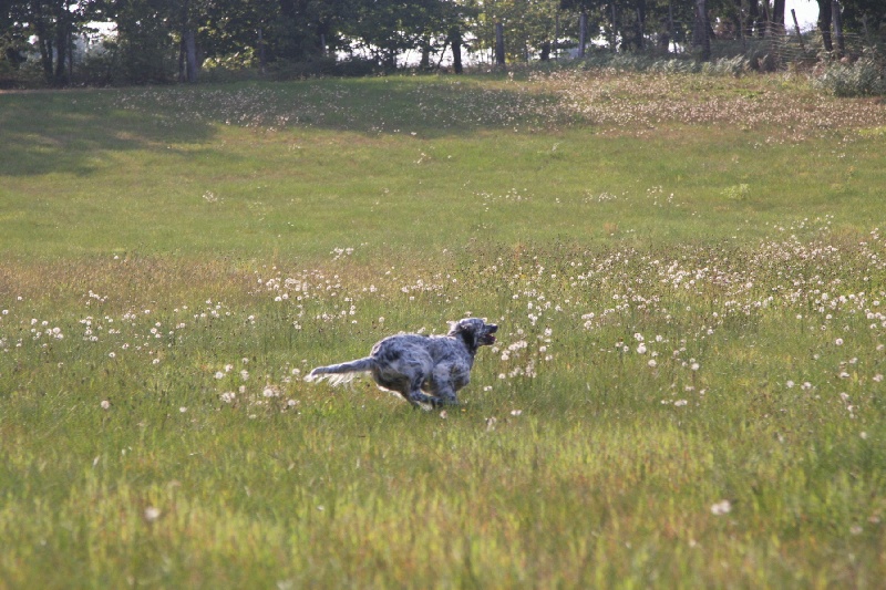 Bleuet du rec d'agout