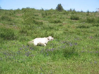 de la patte galine - CACIT en Corse