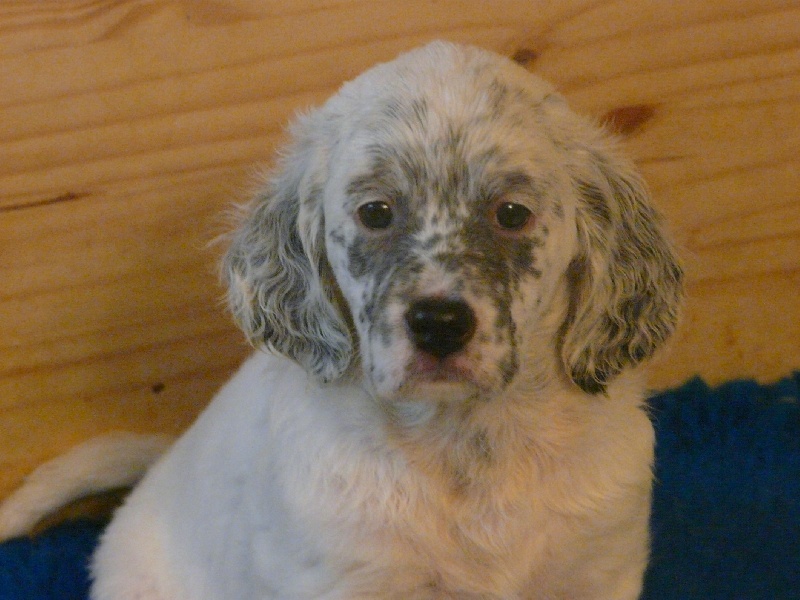 photos chiots