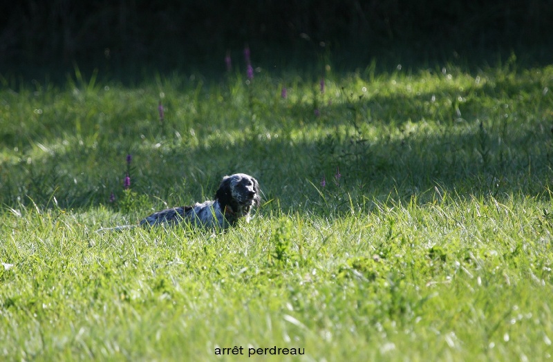 entrainement et chasse Bleuet