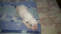 CHIOT