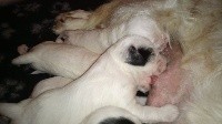 CHIOT